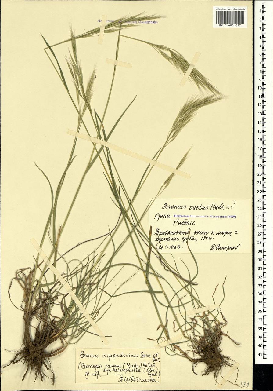 Bromus sclerophyllus Boiss., Crimea (KRYM) (Russia)