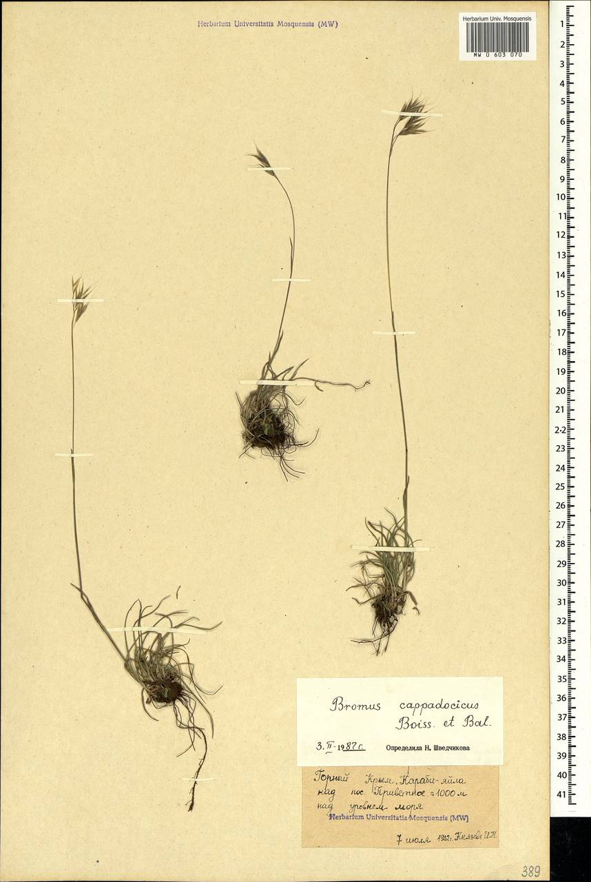 Bromus sclerophyllus Boiss., Crimea (KRYM) (Russia)