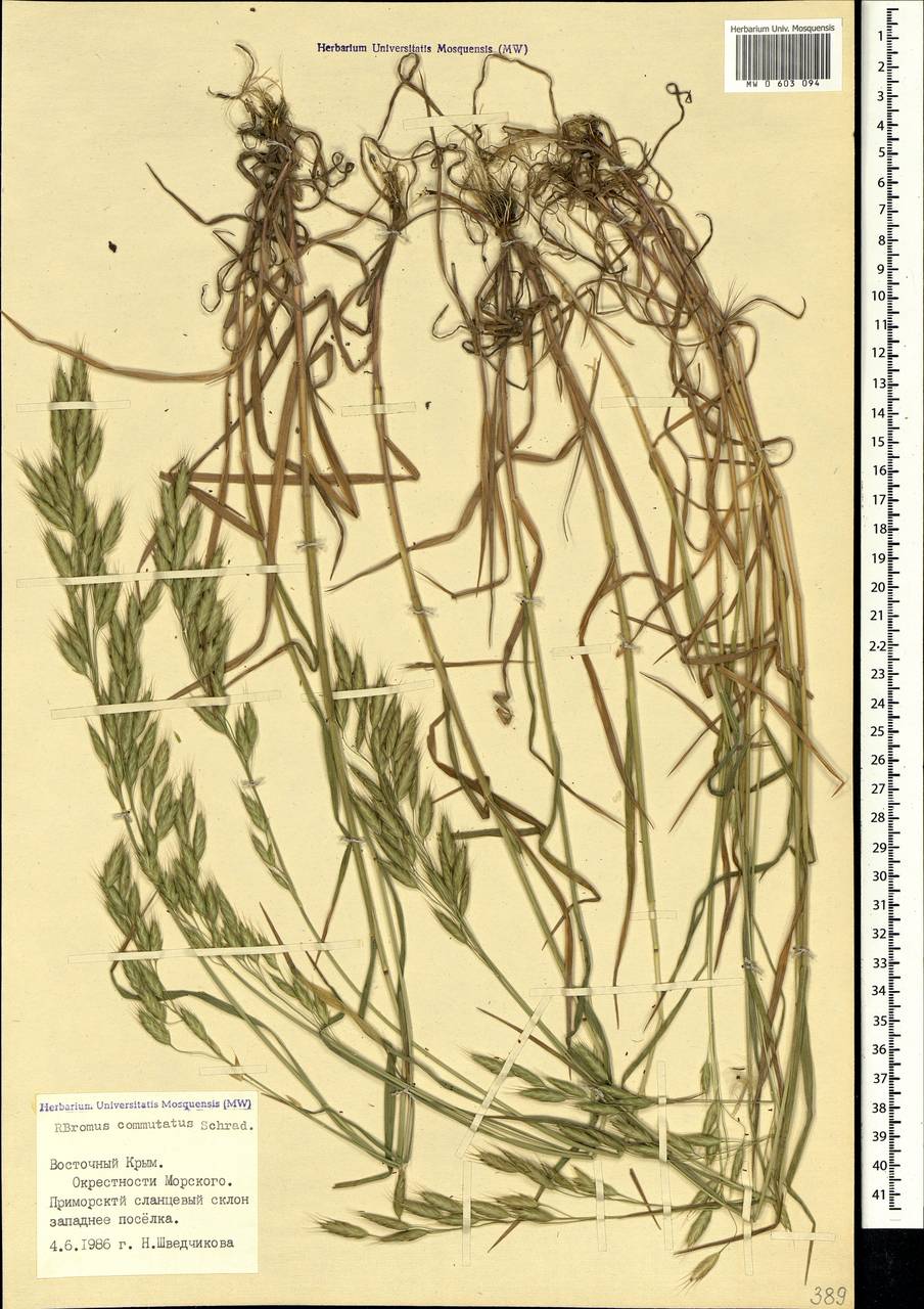 Bromus commutatus Schrad., Crimea (KRYM) (Russia)