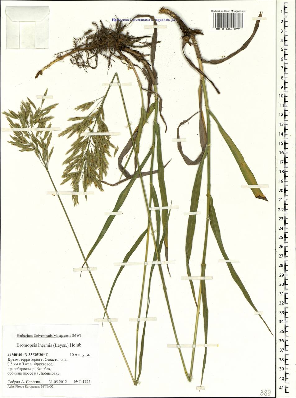 Bromus inermis Leyss., Crimea (KRYM) (Russia)