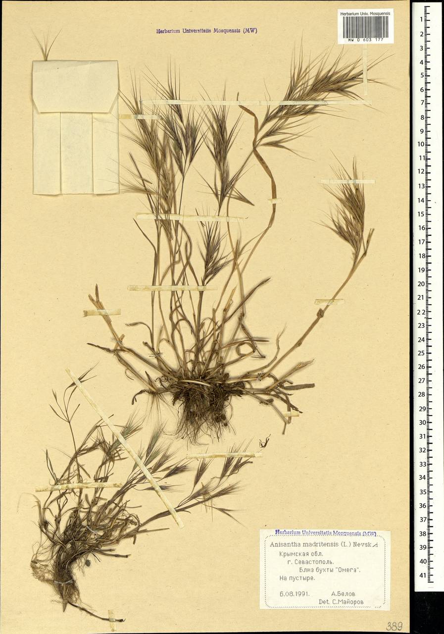 Bromus madritensis L., Crimea (KRYM) (Russia)