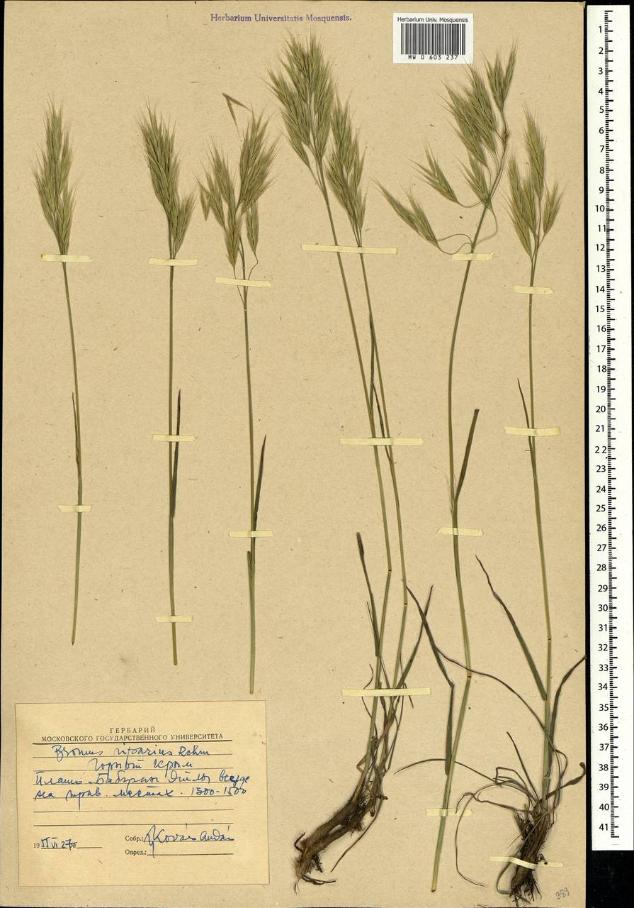 Bromus riparius Rehmann, Crimea (KRYM) (Russia)