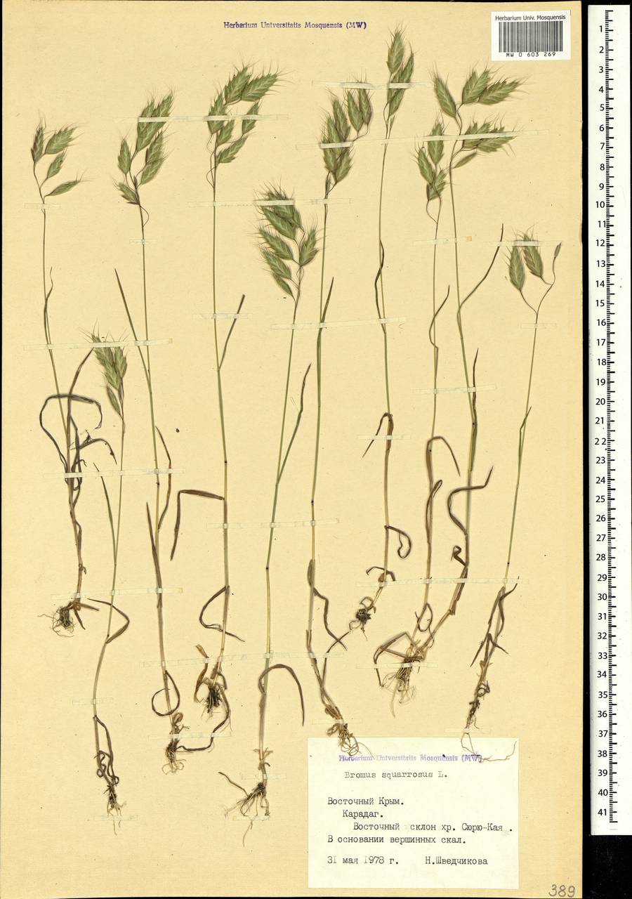 Bromus squarrosus L., Crimea (KRYM) (Russia)