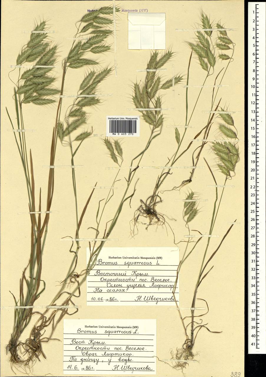 Bromus squarrosus L., Crimea (KRYM) (Russia)