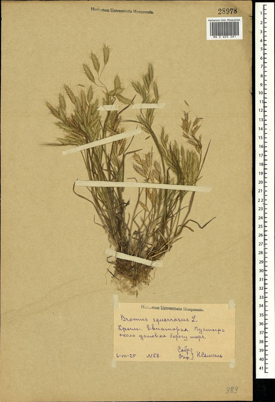 Bromus squarrosus L., Crimea (KRYM) (Russia)