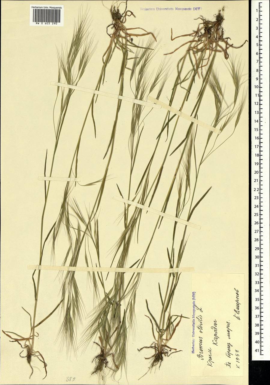 Bromus sterilis L., Crimea (KRYM) (Russia)