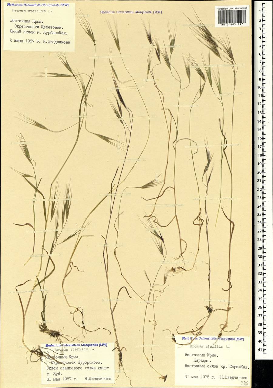 Bromus sterilis L., Crimea (KRYM) (Russia)