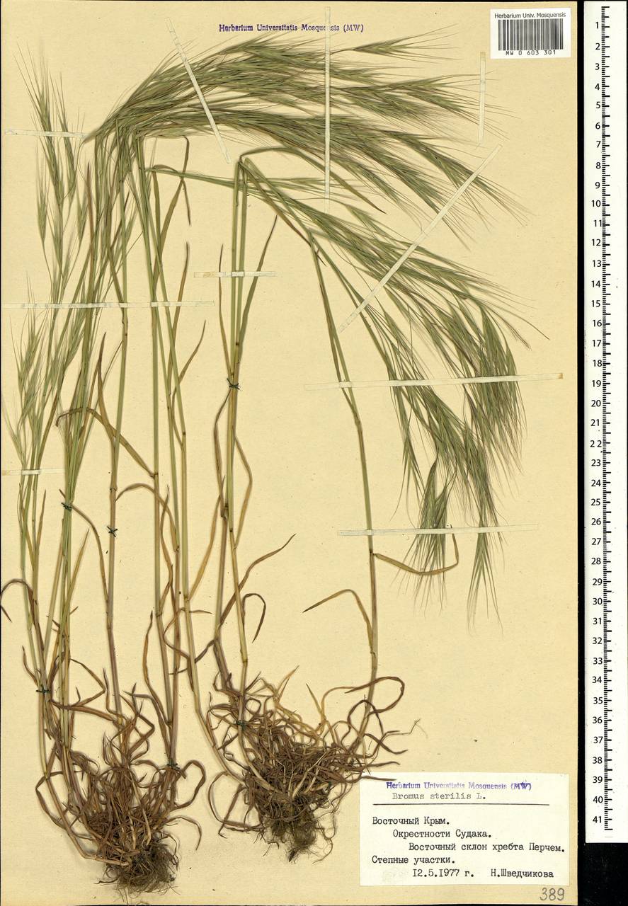 Bromus sterilis L., Crimea (KRYM) (Russia)