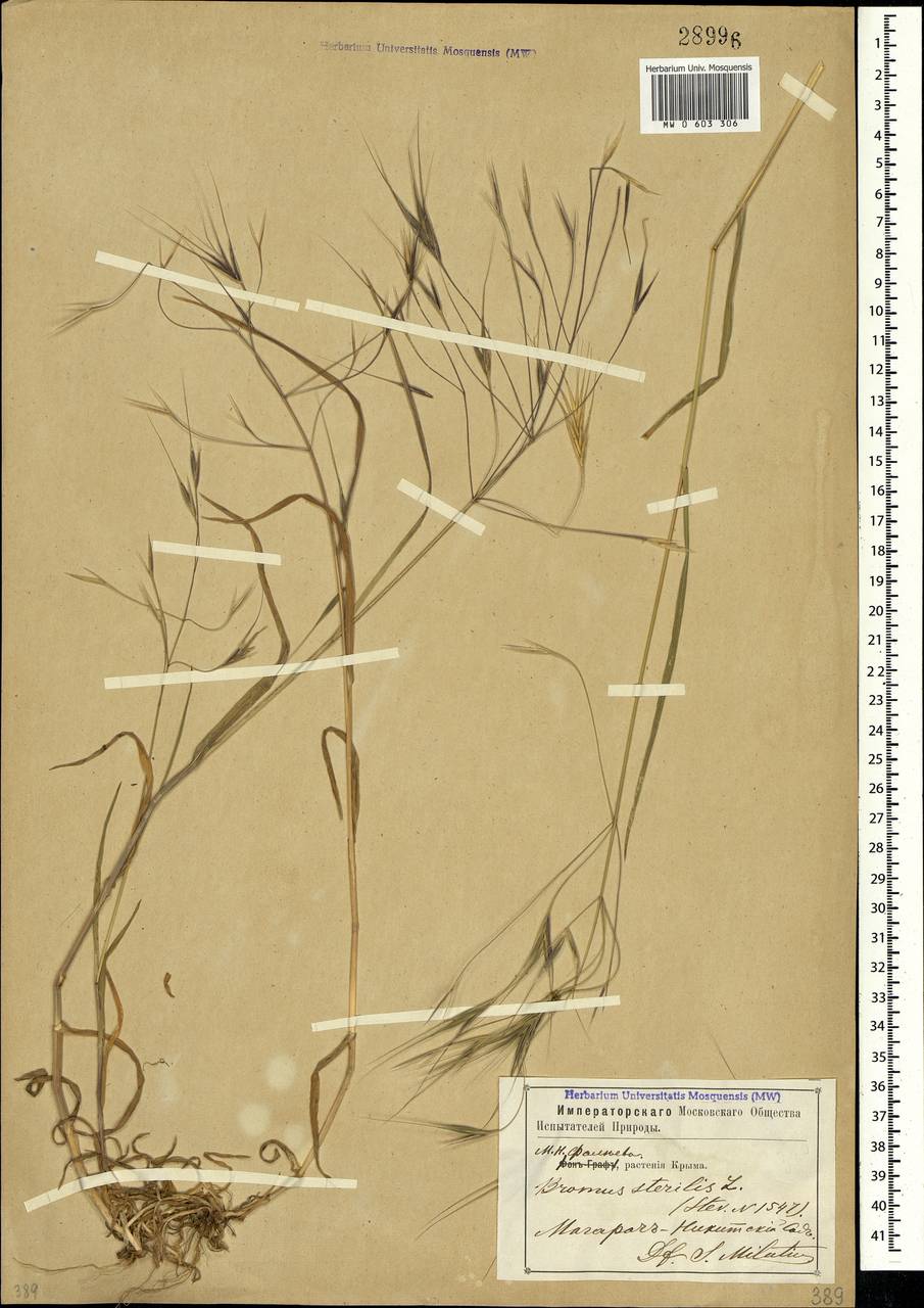 Bromus sterilis L., Crimea (KRYM) (Russia)