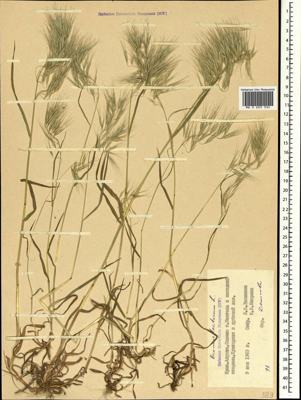 Bromus tectorum L., Crimea (KRYM) (Russia)