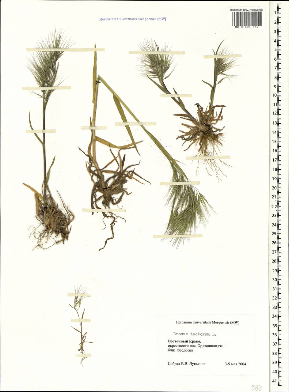 Bromus tectorum L., Crimea (KRYM) (Russia)