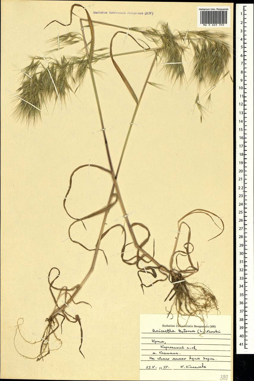 Bromus tectorum L., Crimea (KRYM) (Russia)