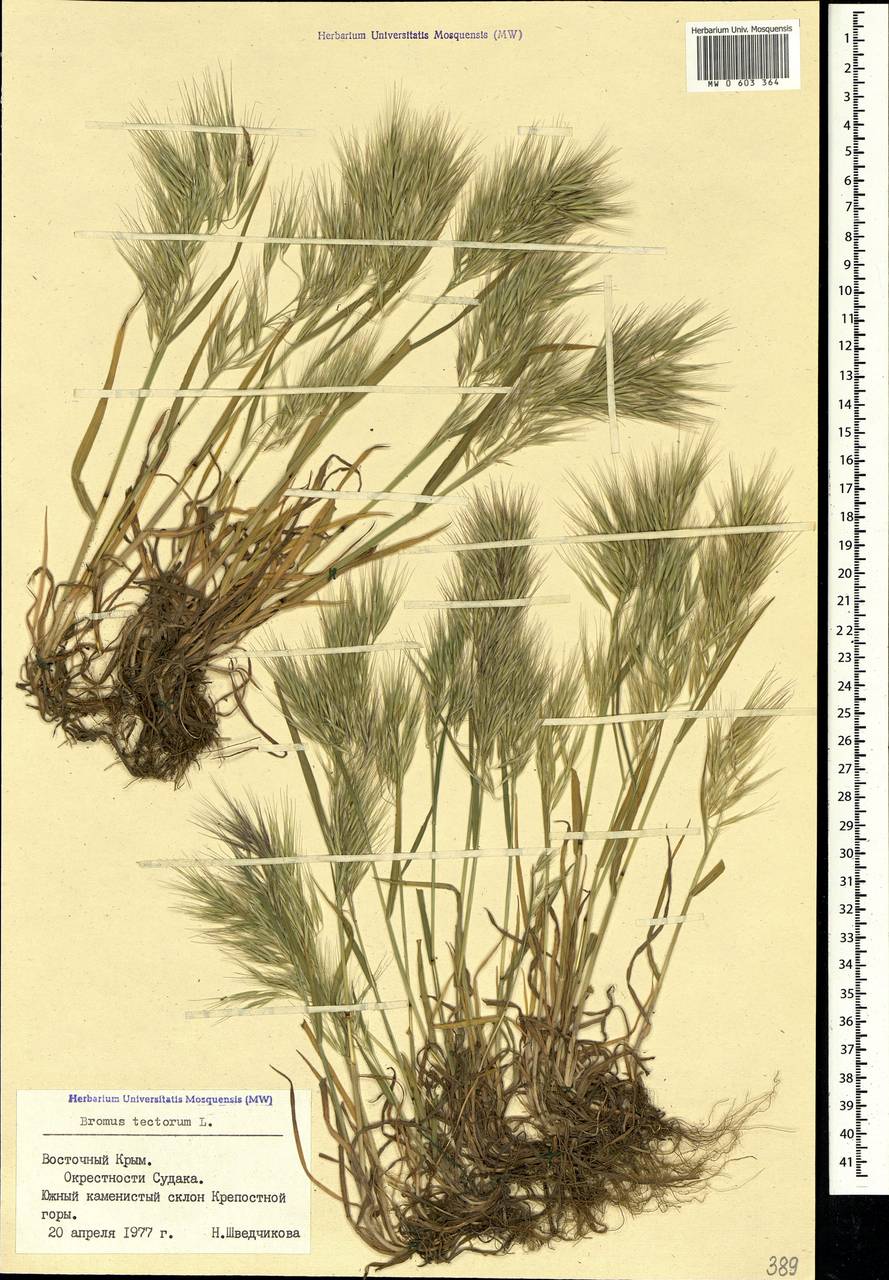 Bromus tectorum L., Crimea (KRYM) (Russia)