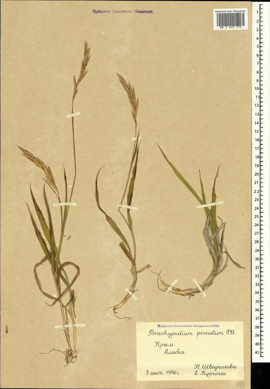Brachypodium pinnatum (L.) P.Beauv., Crimea (KRYM) (Russia)