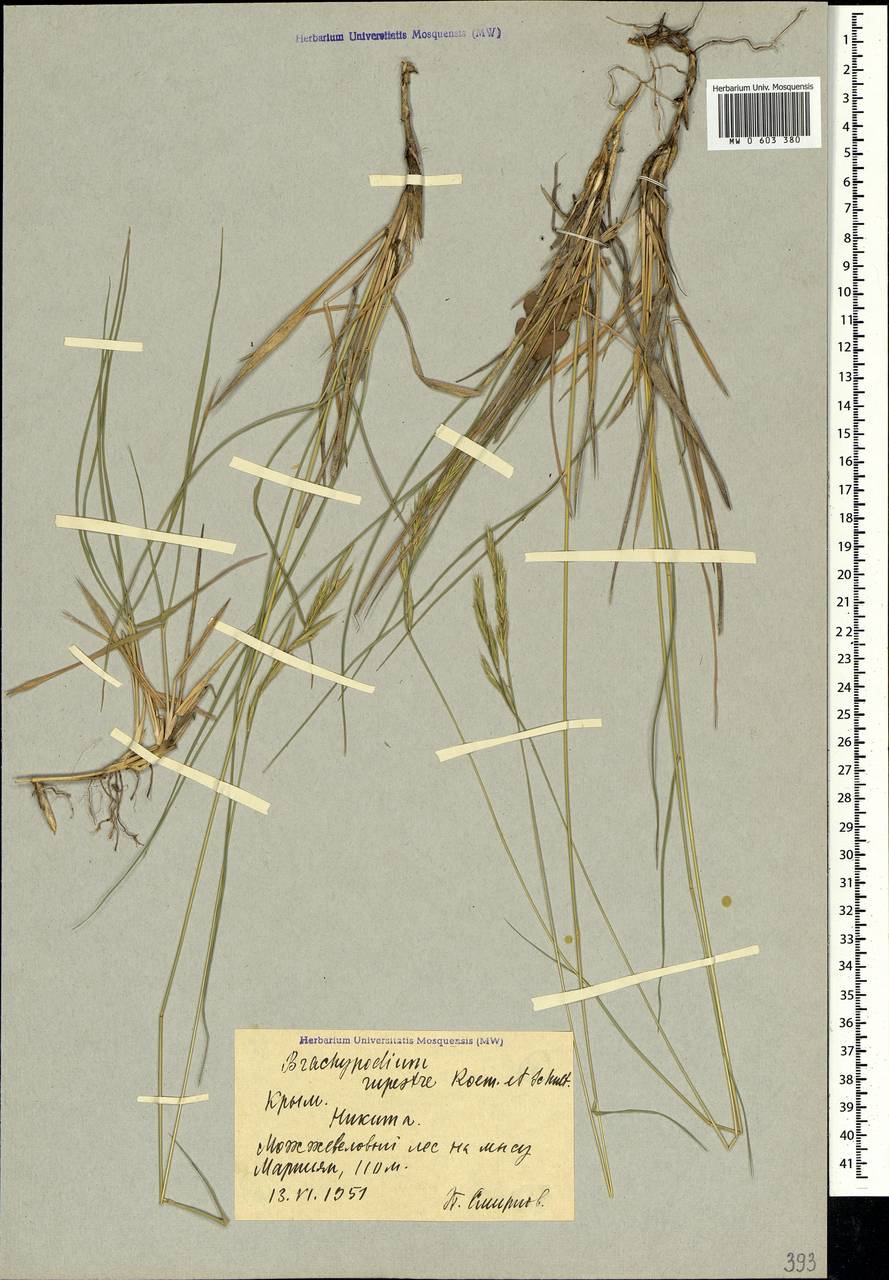 Brachypodium pinnatum (L.) P.Beauv., Crimea (KRYM) (Russia)