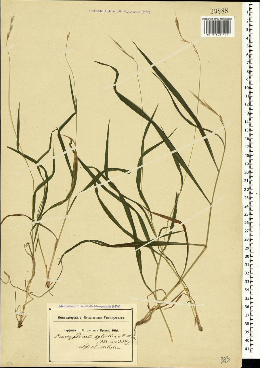 Brachypodium sylvaticum (Huds.) P.Beauv., Crimea (KRYM) (Russia)