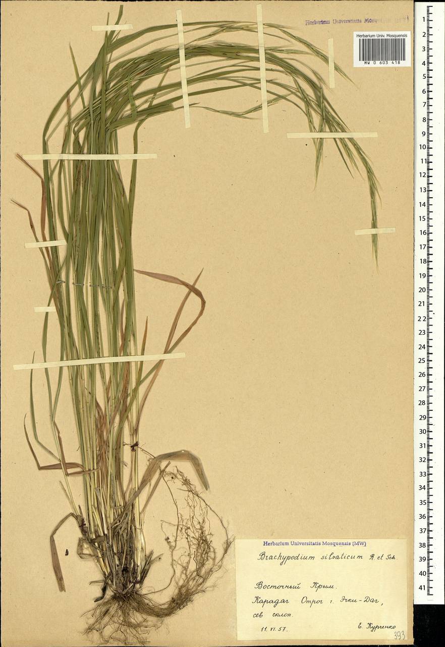 Brachypodium sylvaticum (Huds.) P.Beauv., Crimea (KRYM) (Russia)