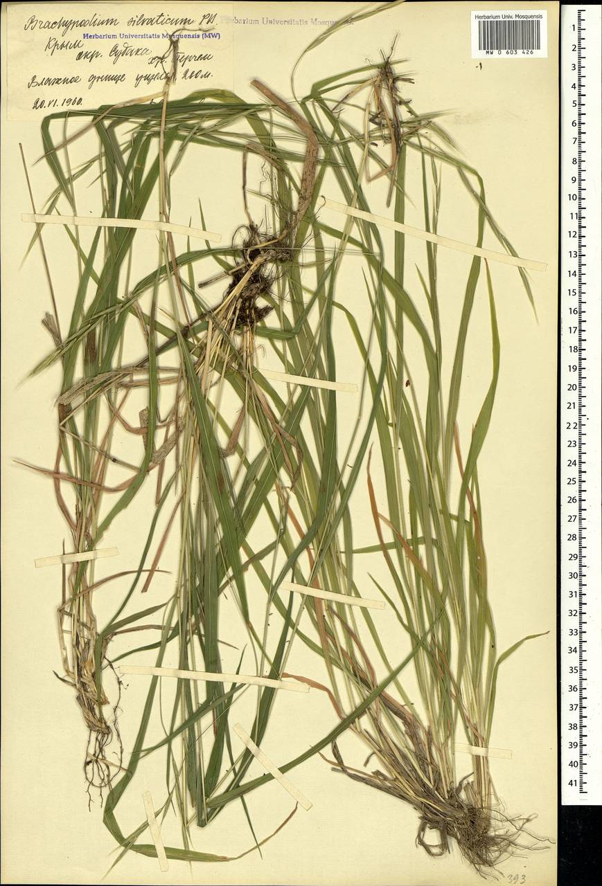 Brachypodium sylvaticum (Huds.) P.Beauv., Crimea (KRYM) (Russia)