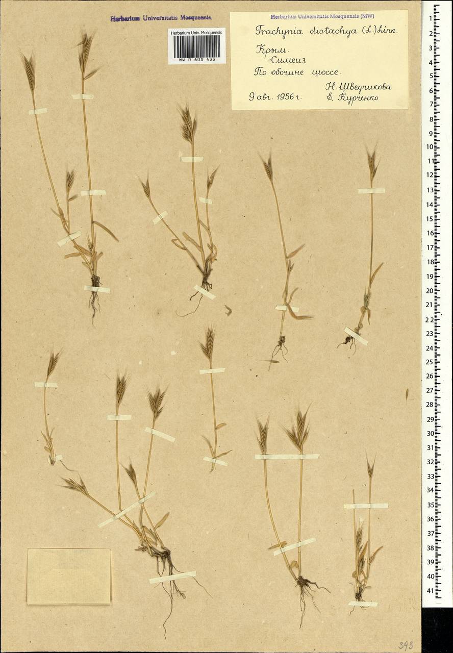 Brachypodium distachyon (L.) P.Beauv., Crimea (KRYM) (Russia)