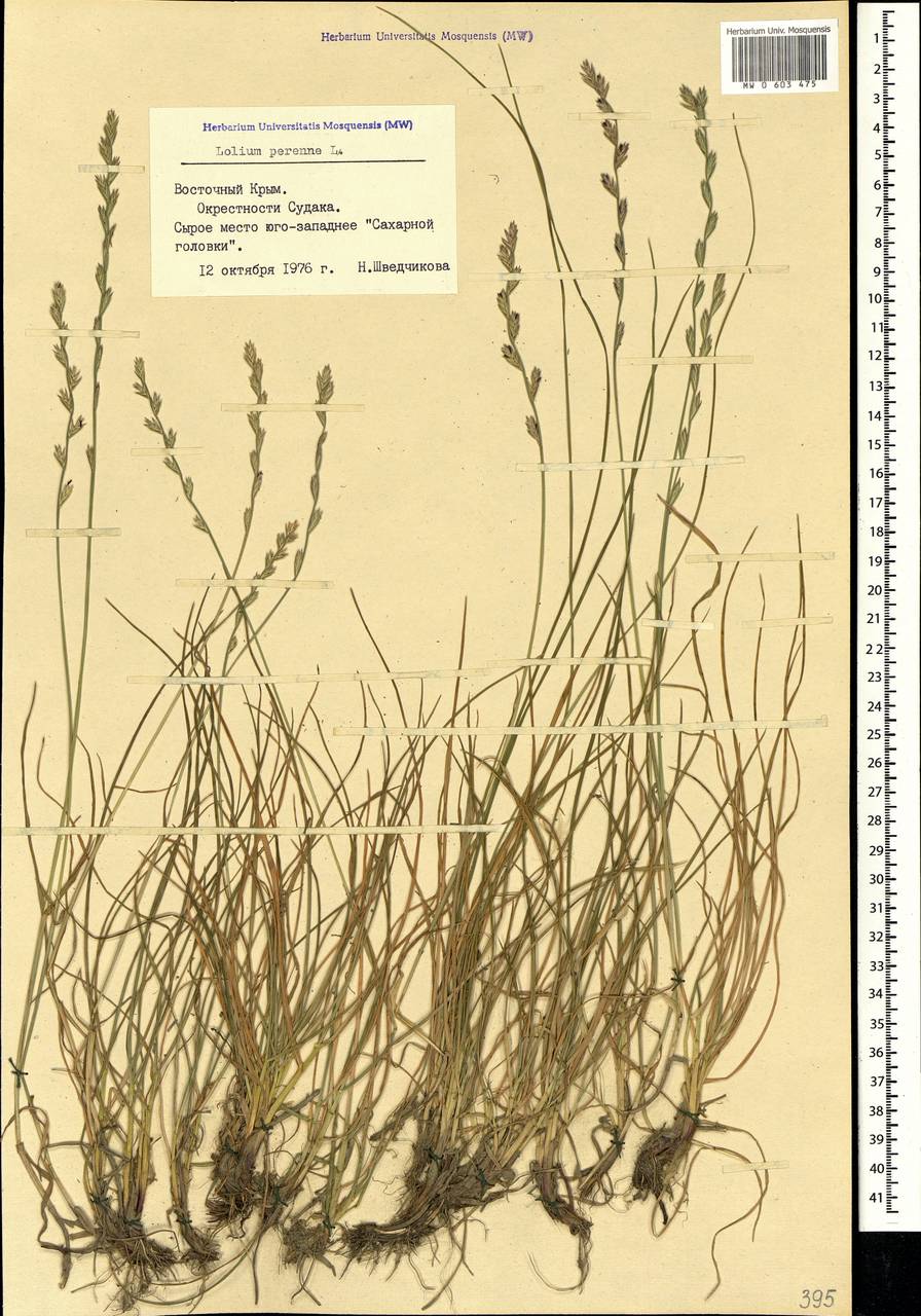 Lolium perenne L., Crimea (KRYM) (Russia)