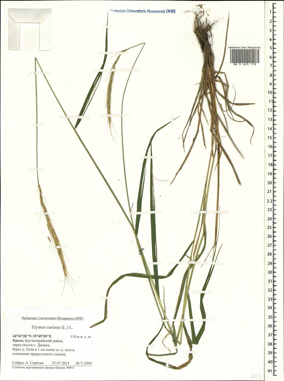 Elymus caninus (L.) L., Crimea (KRYM) (Russia)