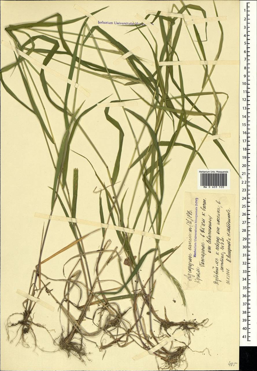 Elymus caninus (L.) L., Crimea (KRYM) (Russia)