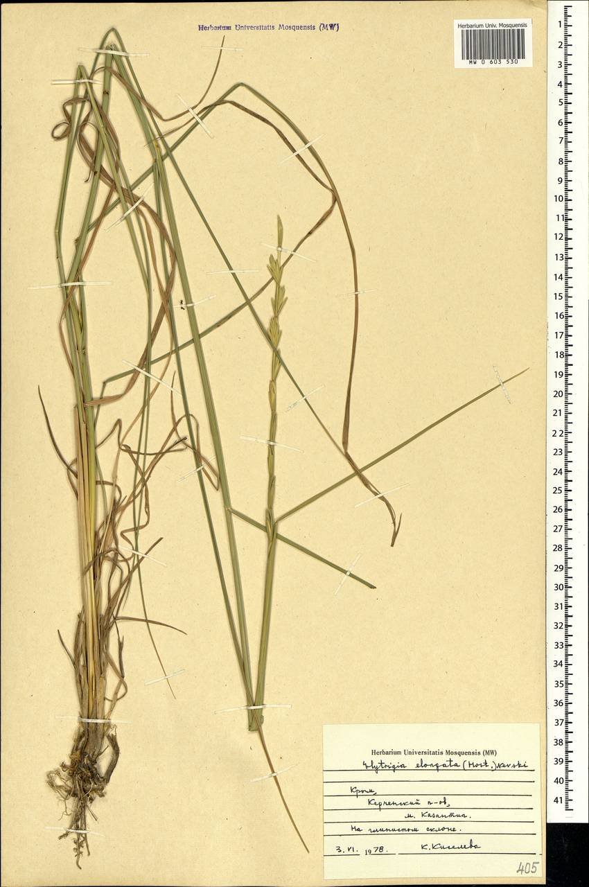 Thinopyrum elongatum (Host) D.R.Dewey, Crimea (KRYM) (Russia)