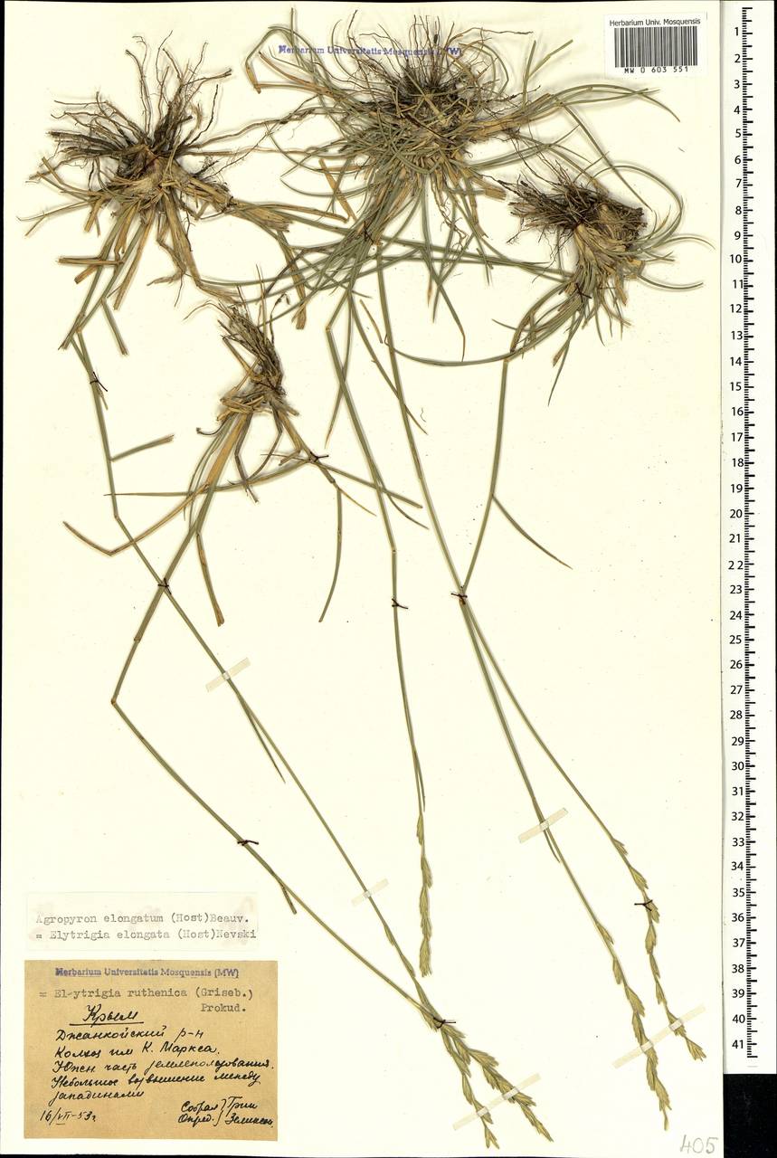Thinopyrum elongatum (Host) D.R.Dewey, Crimea (KRYM) (Russia)
