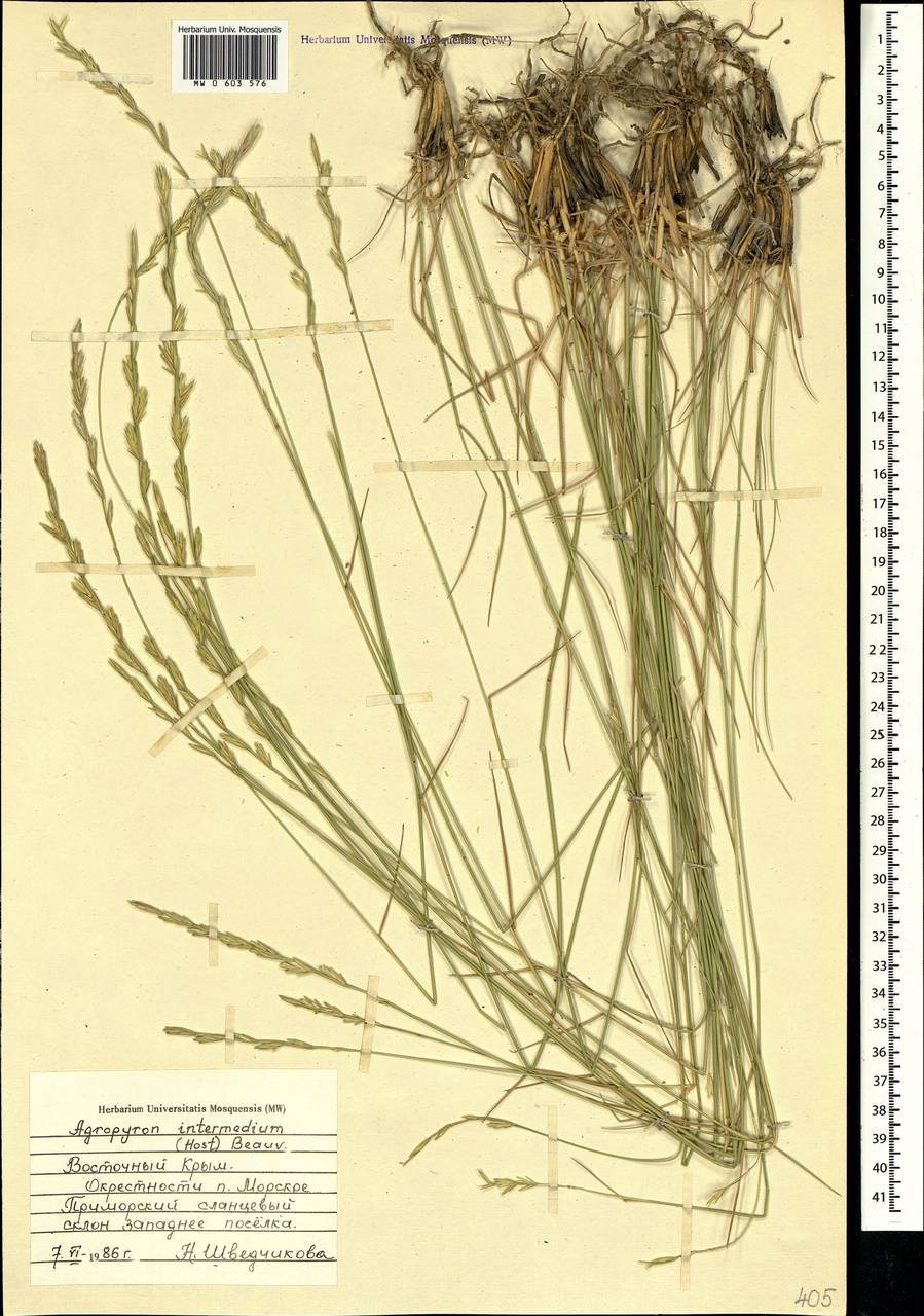 Thinopyrum intermedium (Host) Barkworth & D.R.Dewey, Crimea (KRYM) (Russia)