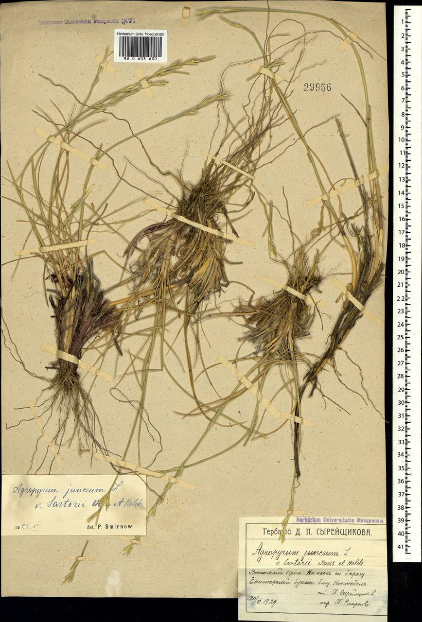 Thinopyrum junceum (L.) Á.Löve, Crimea (KRYM) (Russia)