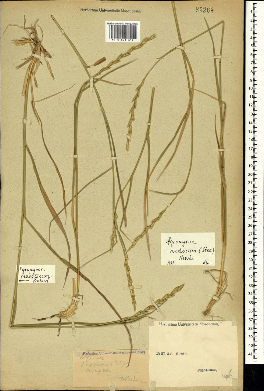 Elymus nodosus (Steven ex Griseb.) Melderis, Crimea (KRYM) (Russia)