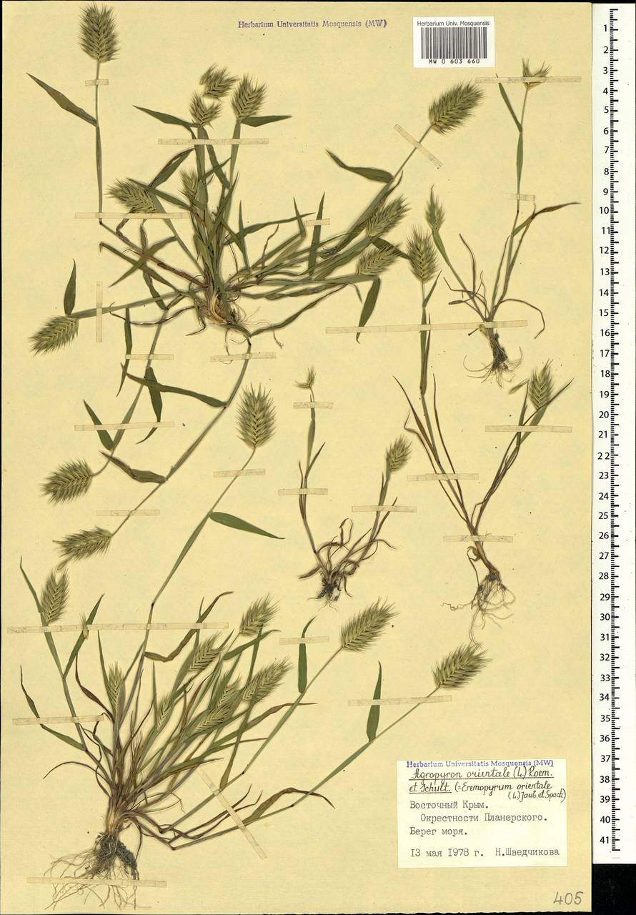 Eremopyrum orientale (L.) Jaub. & Spach, Crimea (KRYM) (Russia)
