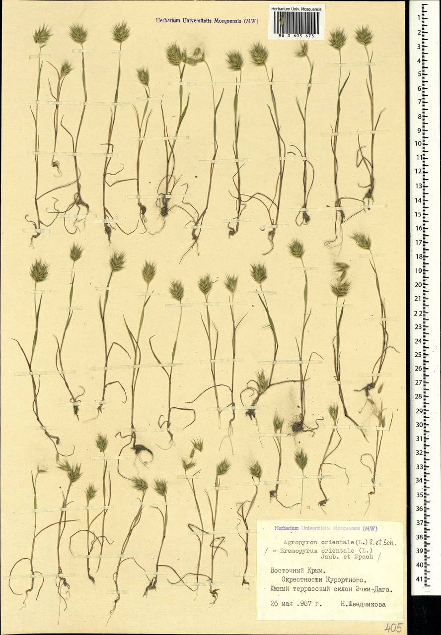 Eremopyrum orientale (L.) Jaub. & Spach, Crimea (KRYM) (Russia)