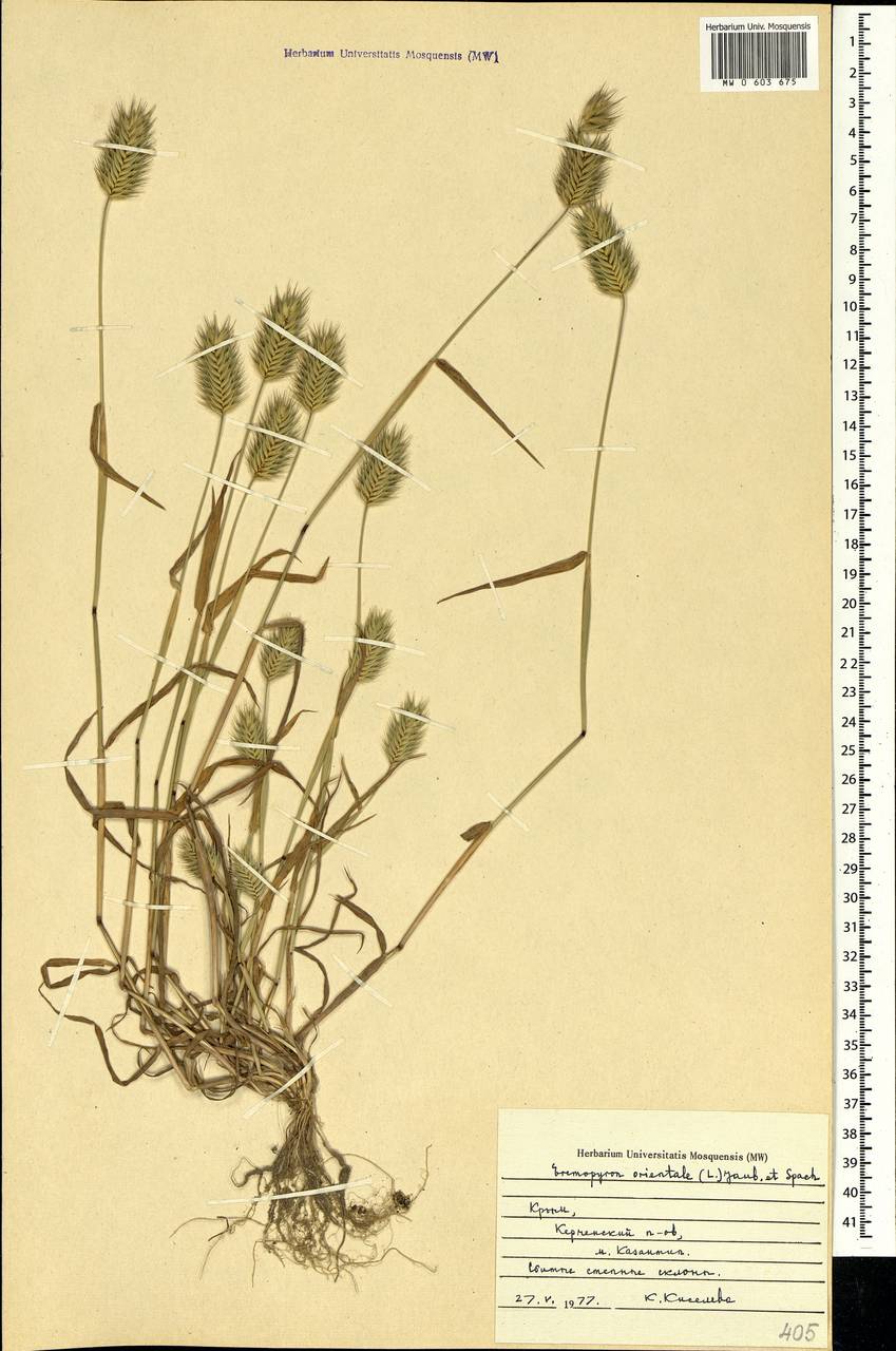 Eremopyrum orientale (L.) Jaub. & Spach, Crimea (KRYM) (Russia)