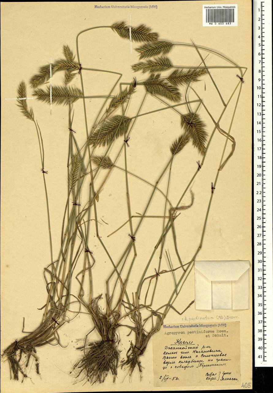 Agropyron cristatum (L.) Gaertn., Crimea (KRYM) (Russia)