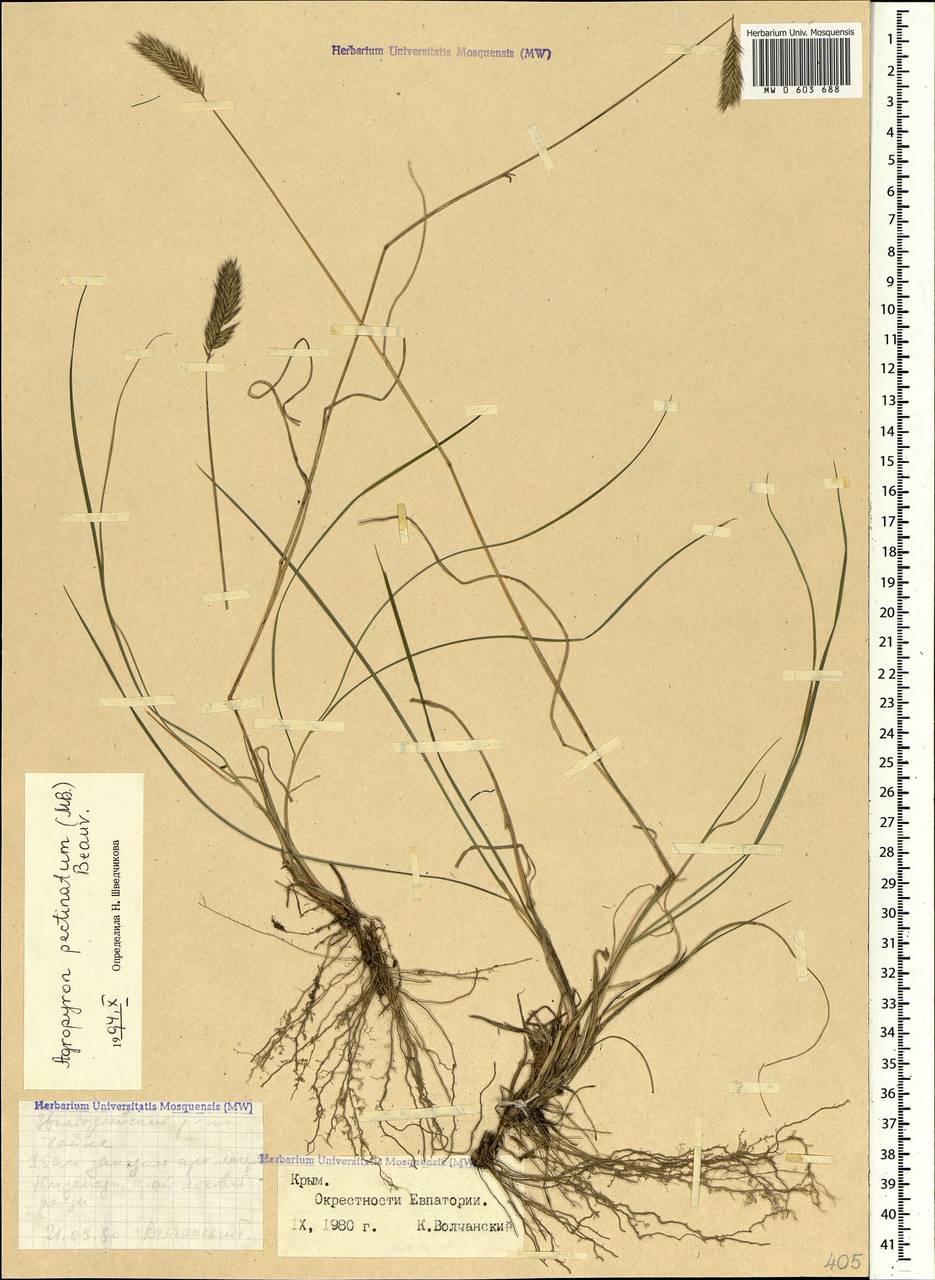 Agropyron cristatum (L.) Gaertn., Crimea (KRYM) (Russia)