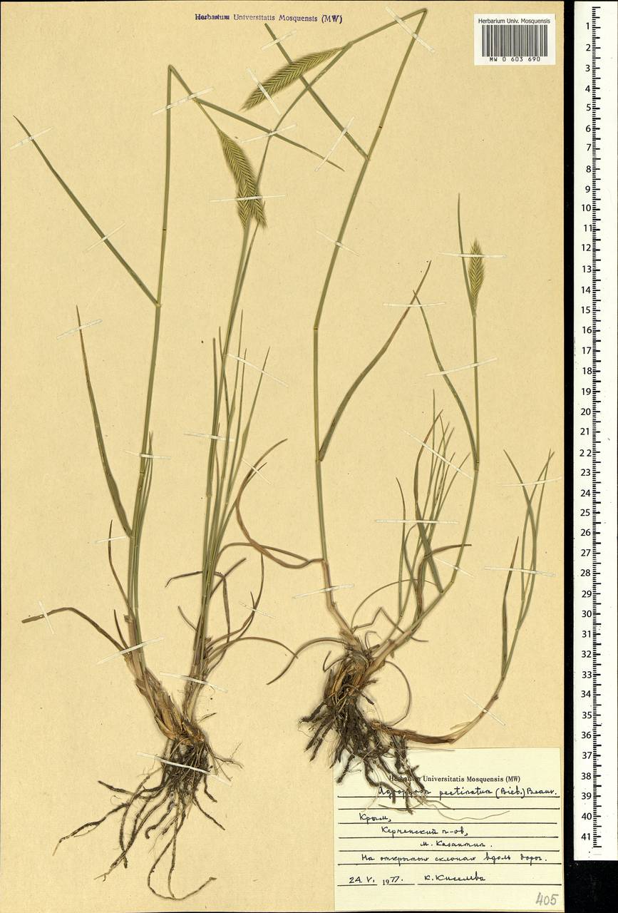 Agropyron cristatum (L.) Gaertn., Crimea (KRYM) (Russia)