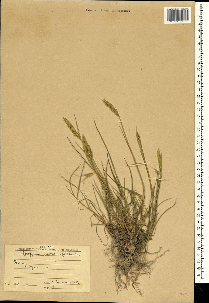 Agropyron cristatum (L.) Gaertn., Crimea (KRYM) (Russia)