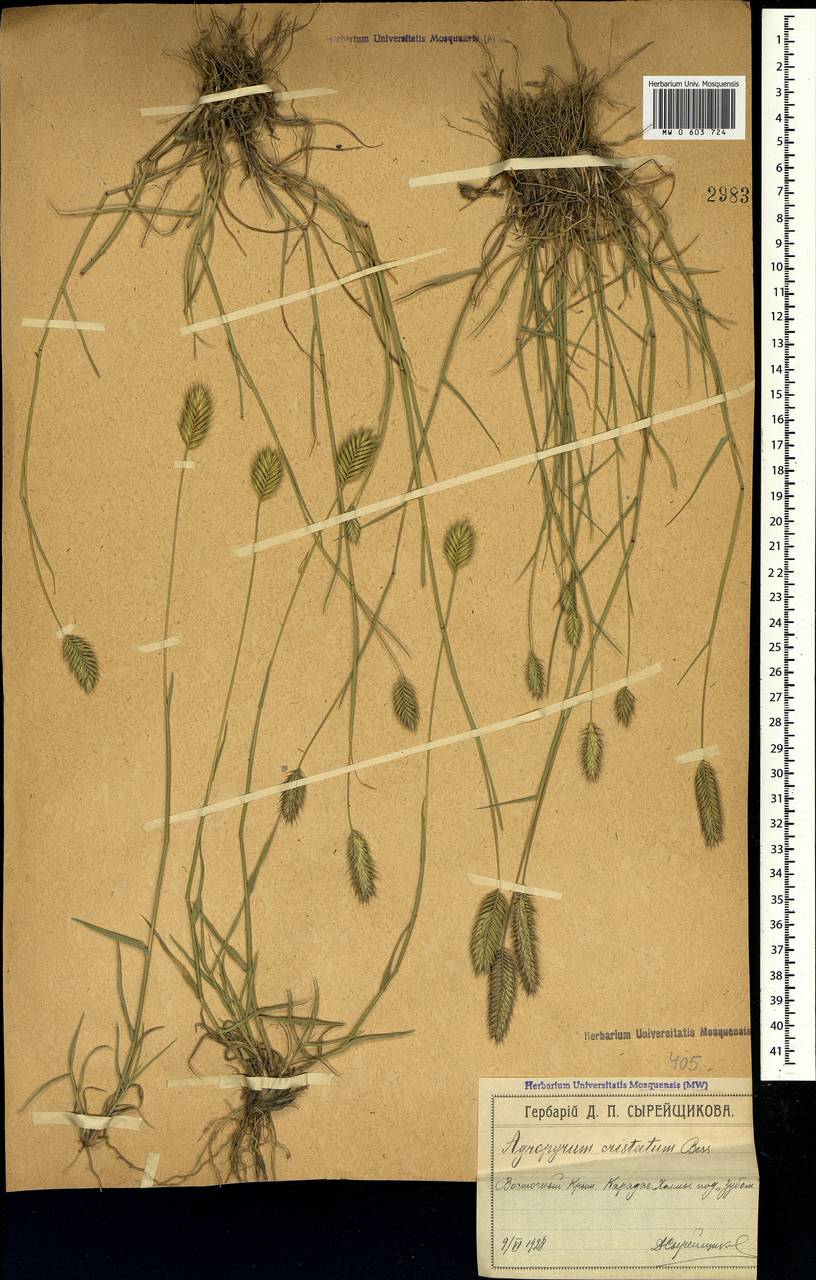Agropyron cristatum (L.) Gaertn., Crimea (KRYM) (Russia)