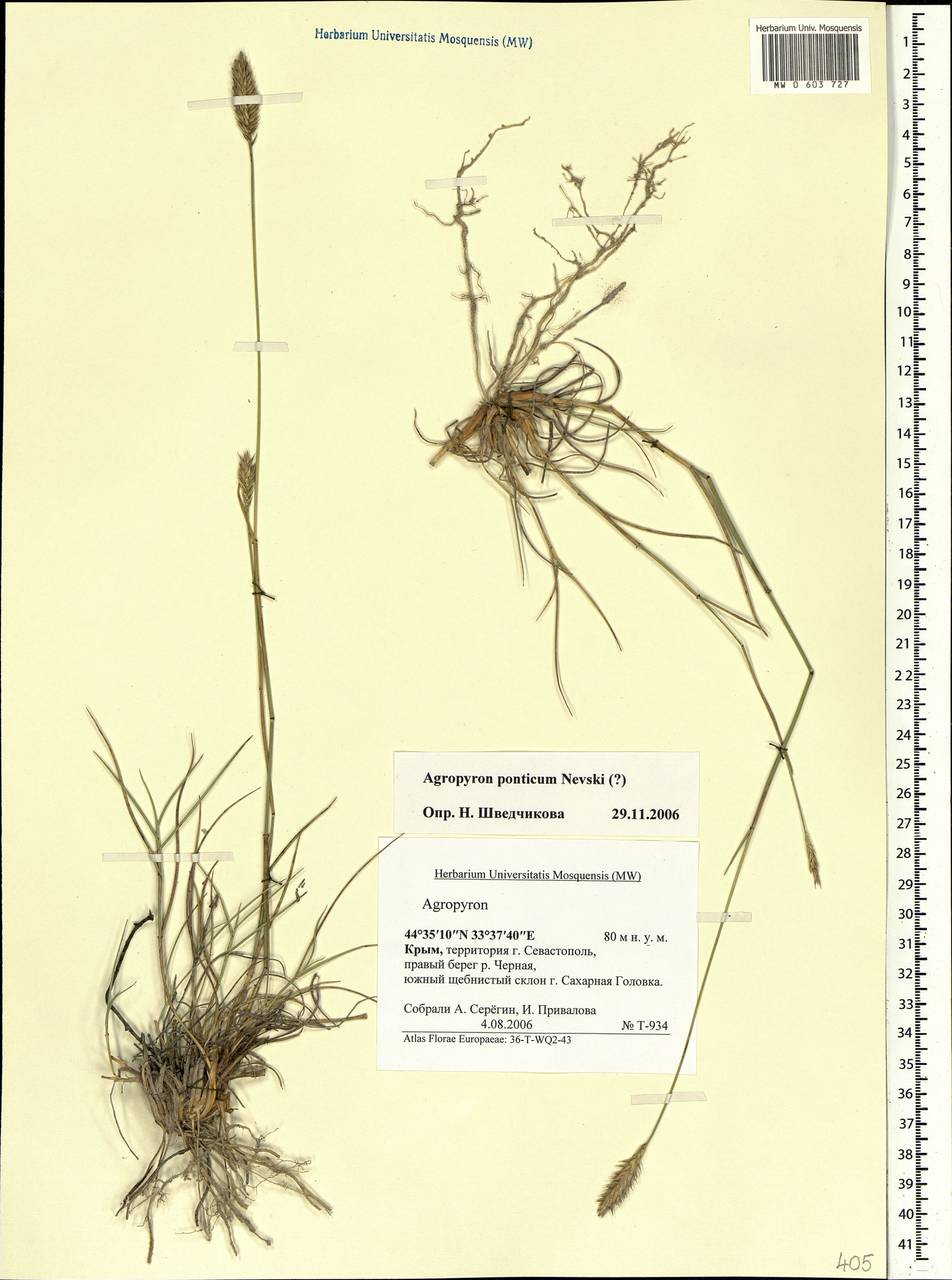Agropyron cristatum (L.) Gaertn., Crimea (KRYM) (Russia)
