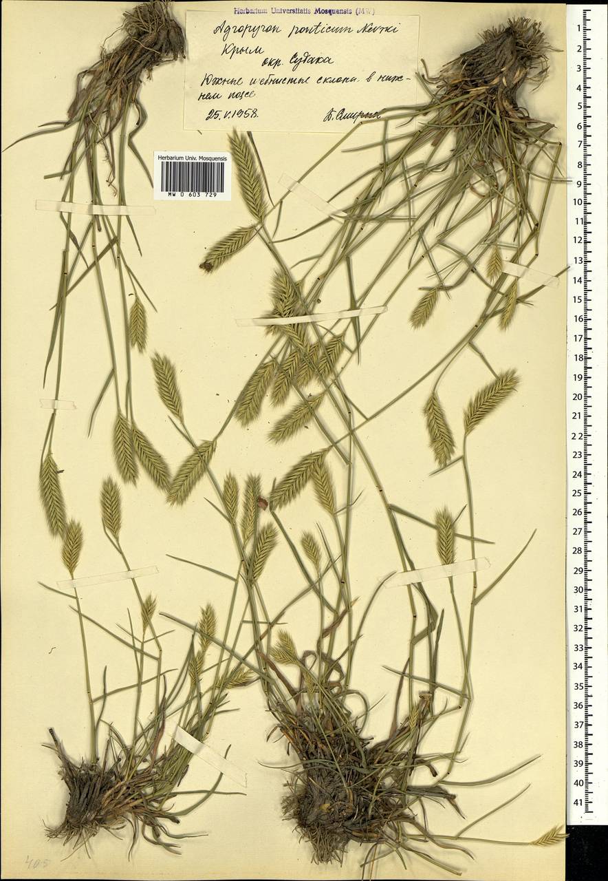 Agropyron cristatum (L.) Gaertn., Crimea (KRYM) (Russia)
