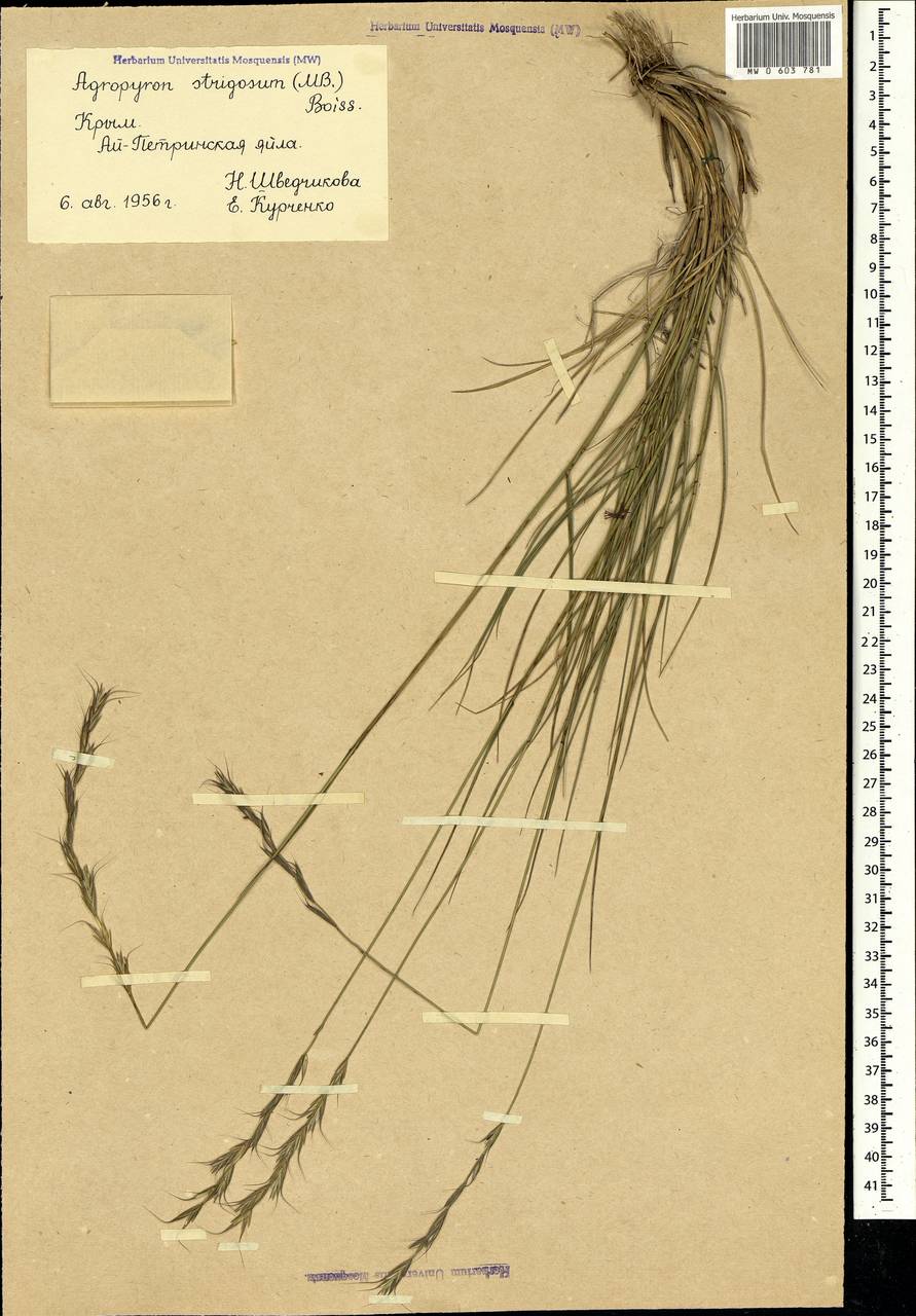 Pseudoroegneria strigosa (Schult.) Á.Löve, Crimea (KRYM) (Russia)