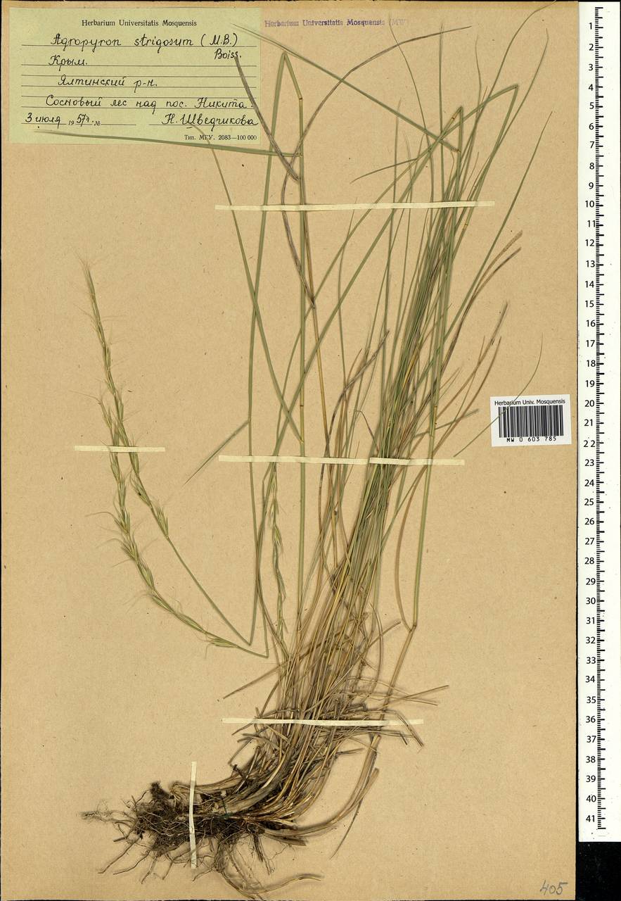 Pseudoroegneria strigosa (Schult.) Á.Löve, Crimea (KRYM) (Russia)