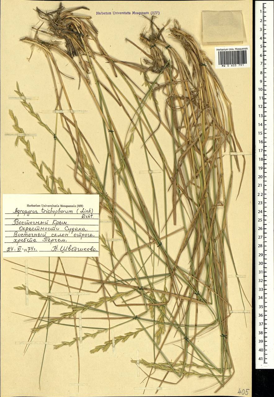 Thinopyrum intermedium subsp. intermedium, Crimea (KRYM) (Russia)