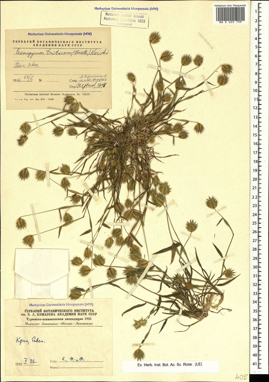 Eremopyrum triticeum (Gaertn.) Nevski, Crimea (KRYM) (Russia)