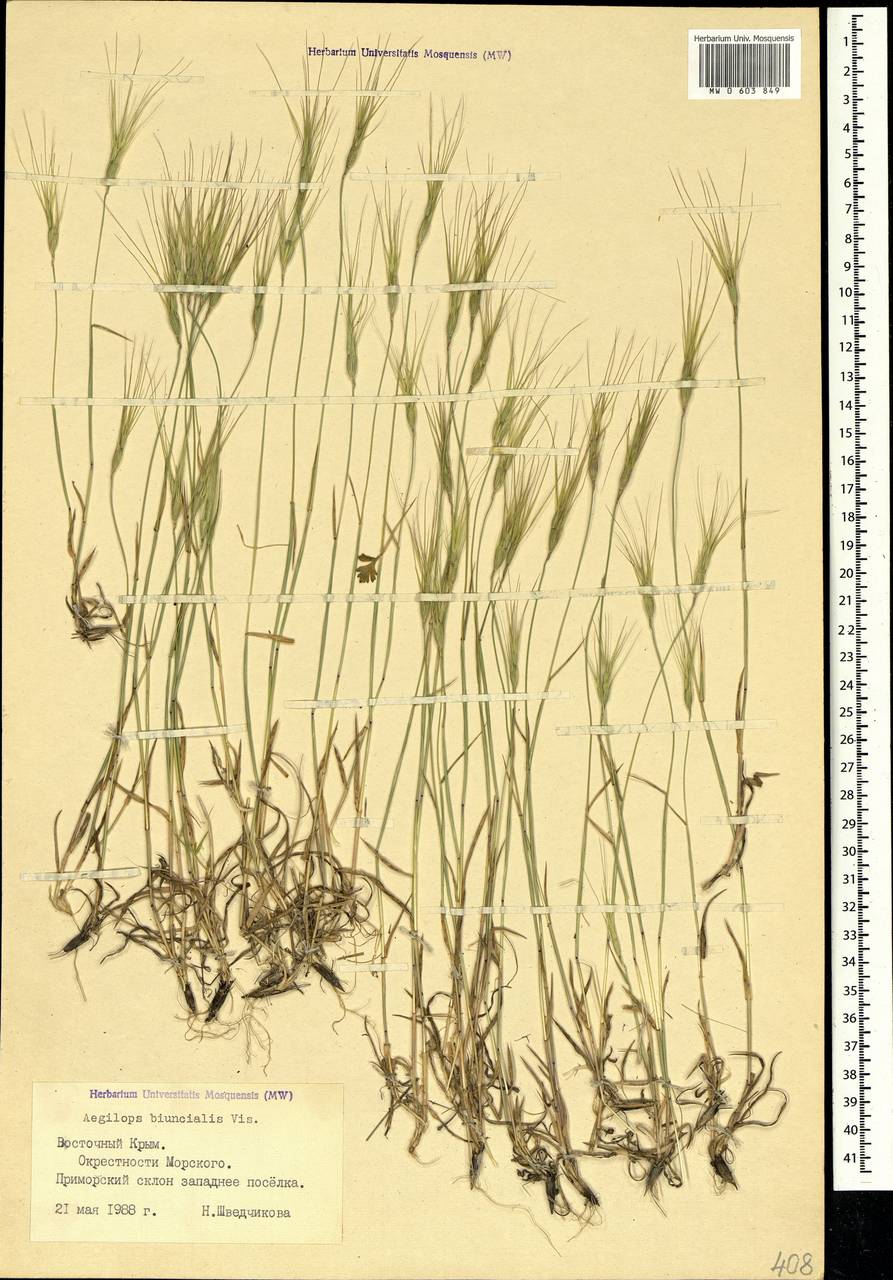 Aegilops biuncialis Vis., Crimea (KRYM) (Russia)