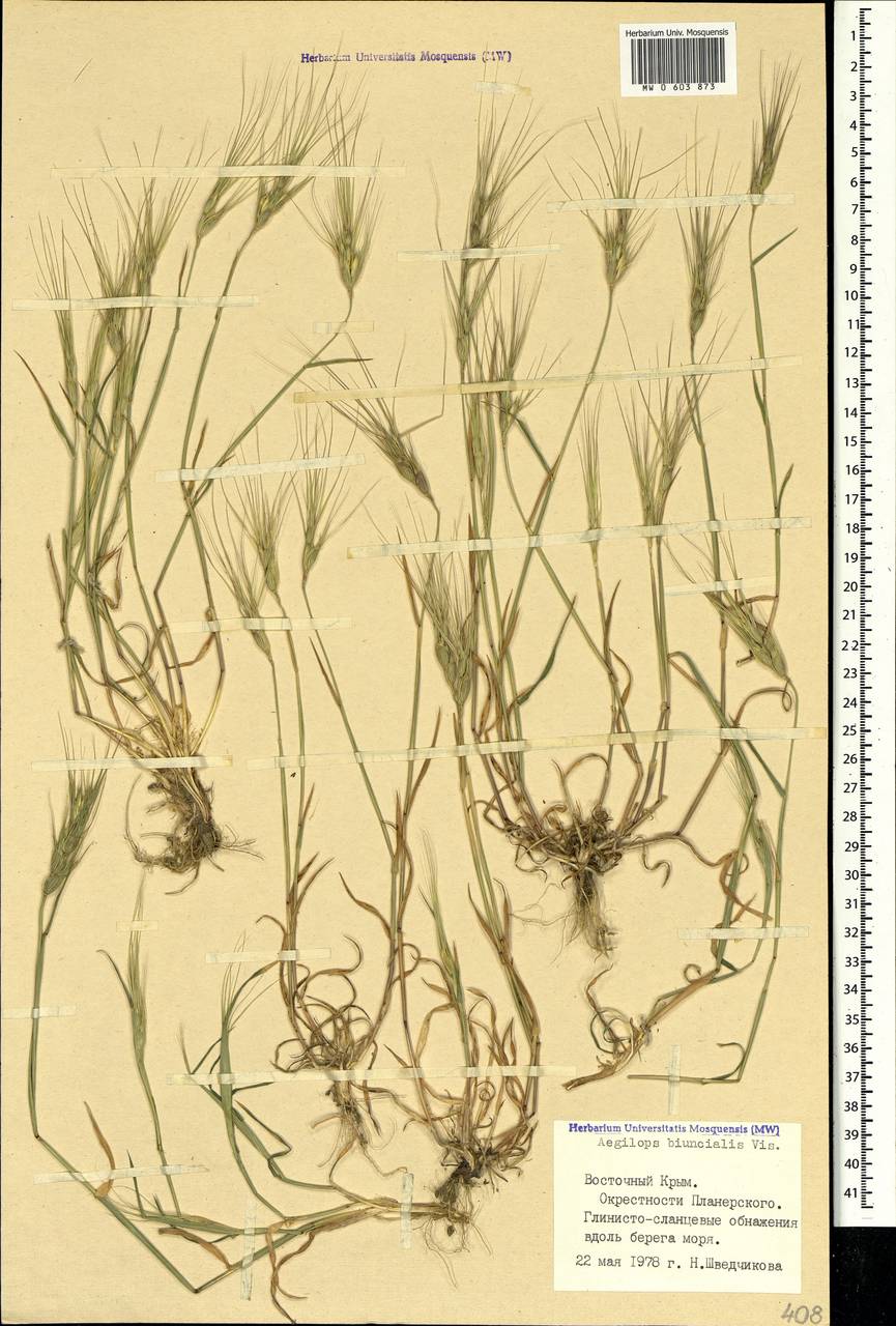 Aegilops biuncialis Vis., Crimea (KRYM) (Russia)