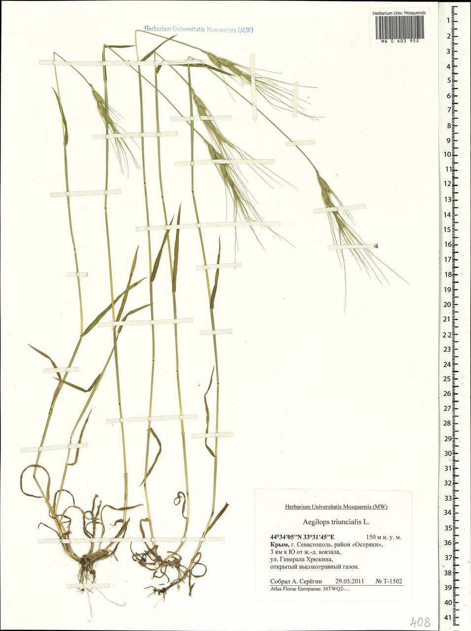 Aegilops triuncialis L., Crimea (KRYM) (Russia)