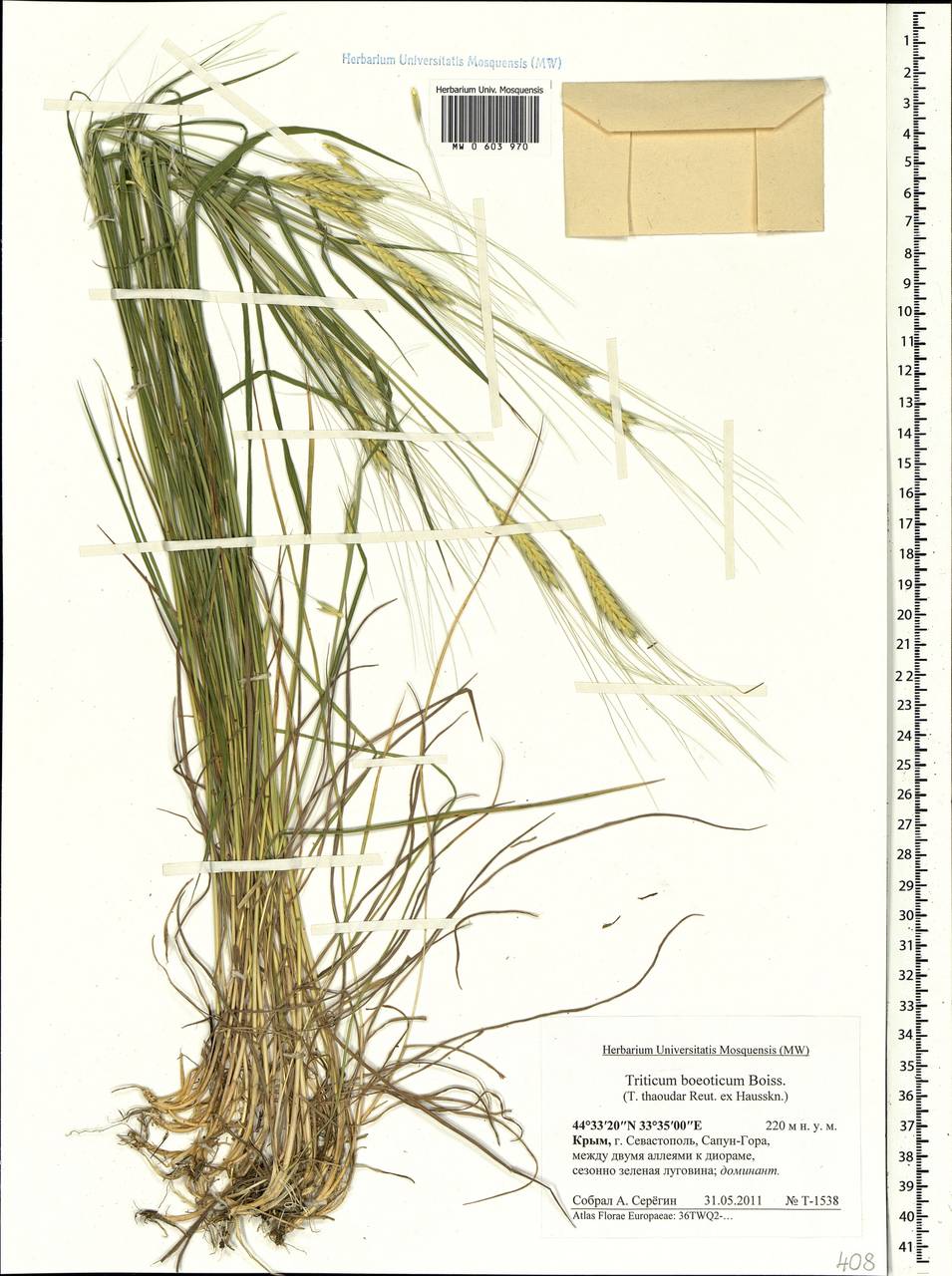 Triticum monococcum subsp. aegilopoides (Link) Thell., Crimea (KRYM) (Russia)