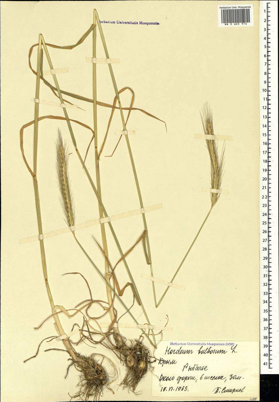 Hordeum bulbosum L., Crimea (KRYM) (Russia)